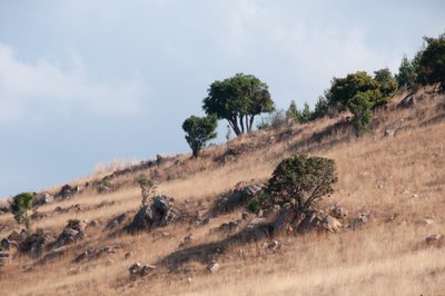 20090808073232 - Wind Swept Hillside in Mpumalango, ZA