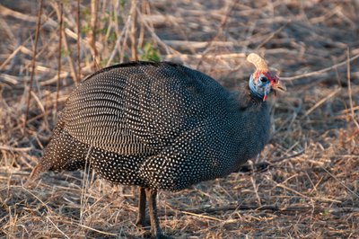 20090810000309 - Helmeted Guinea Fowl in Kruger National Park