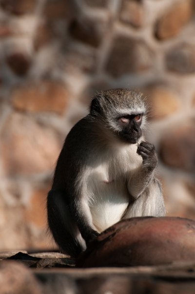 20090810013507 - Mischievous Vervet Monkey in Kruger National Park