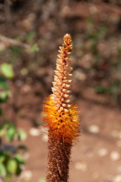 Aloe Flower Spike