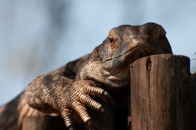 Big Lizard at Lower Sabie Camp