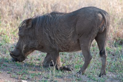20090810085144 - Warthog, Kruger National Park