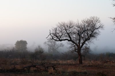 20090810234821 - Foggy Morning, Kruger National Park