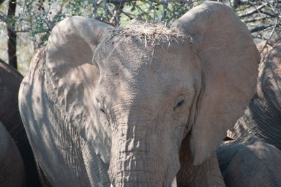 20090811053700 - Elephant Family near Sabie River