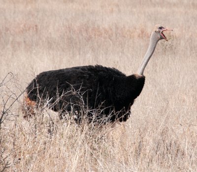 20090811055140 - Ostrich, Kruger National Park (crop)