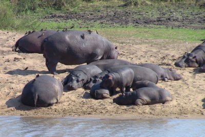 20090811065336 - Hippopotamus Pod at Kruger National Park Waterhole (crop)