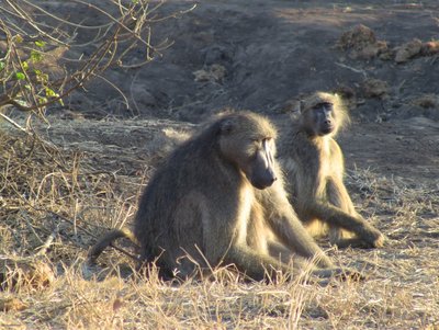 20090812000658 - Chacma Baboons in Evening Light