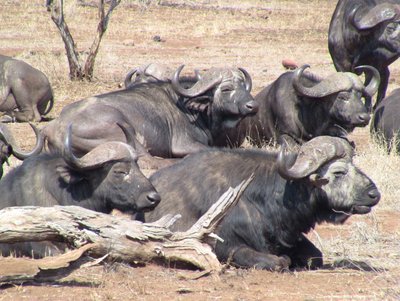 20090812040818 - Cape Buffalo Herd Resting at Kruger