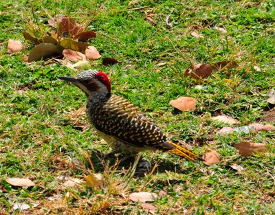 20090813044309 - Southern Ground Hornbill Foraging on Grass (crop)