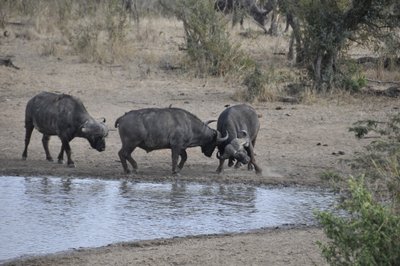 20090814012248 - Cape Buffalo Bulls at Waterhole Edge