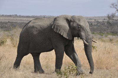20090814021343 - African Elephant in Dry Savanna