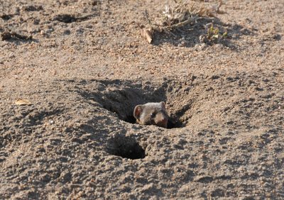 20090814085004 - Ground Squirrel Burrow Entrance (crop)