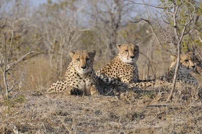 20090815005644 - Three Cheetahs Resting Together