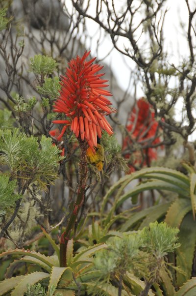 20090819075821 - Orange Coral Aloe Flower with Bird