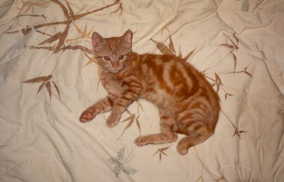 Nugget Kitten On Bed Cover