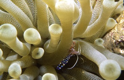 Bonaire 94   Anemone And Tiny Shrimp