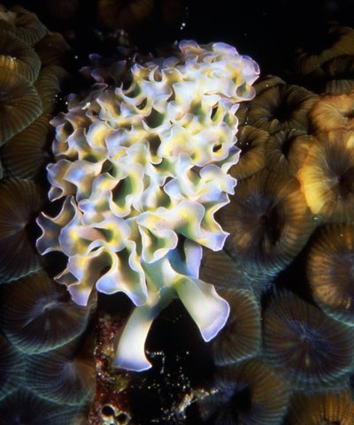 Bonaire 94   Nudibranch On Brain Coral 1