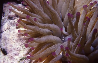 Bonaire 94   Pink And Purple Anemone
