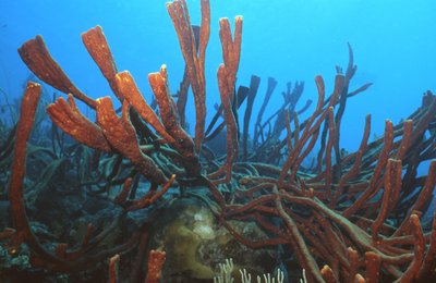 Bonaire 99   Linguine Coral