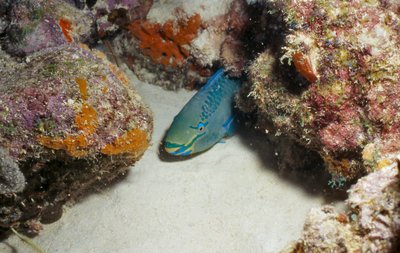 Bonaire 99   Parrot Fish Head In Coral