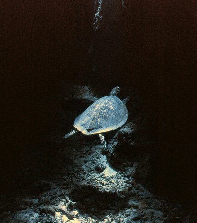 Palau   Cathedral Turtle