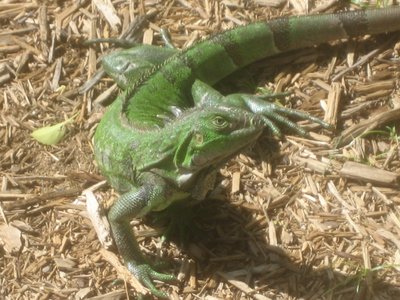 Our Little Green Friend