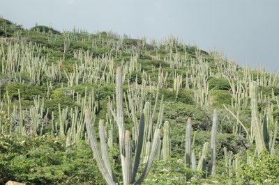 Lots Of Cactus