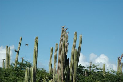 Birds Roosting On Cactus