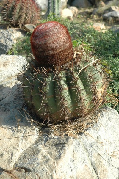 Cactus