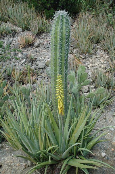 Catcus And Aloe Vera